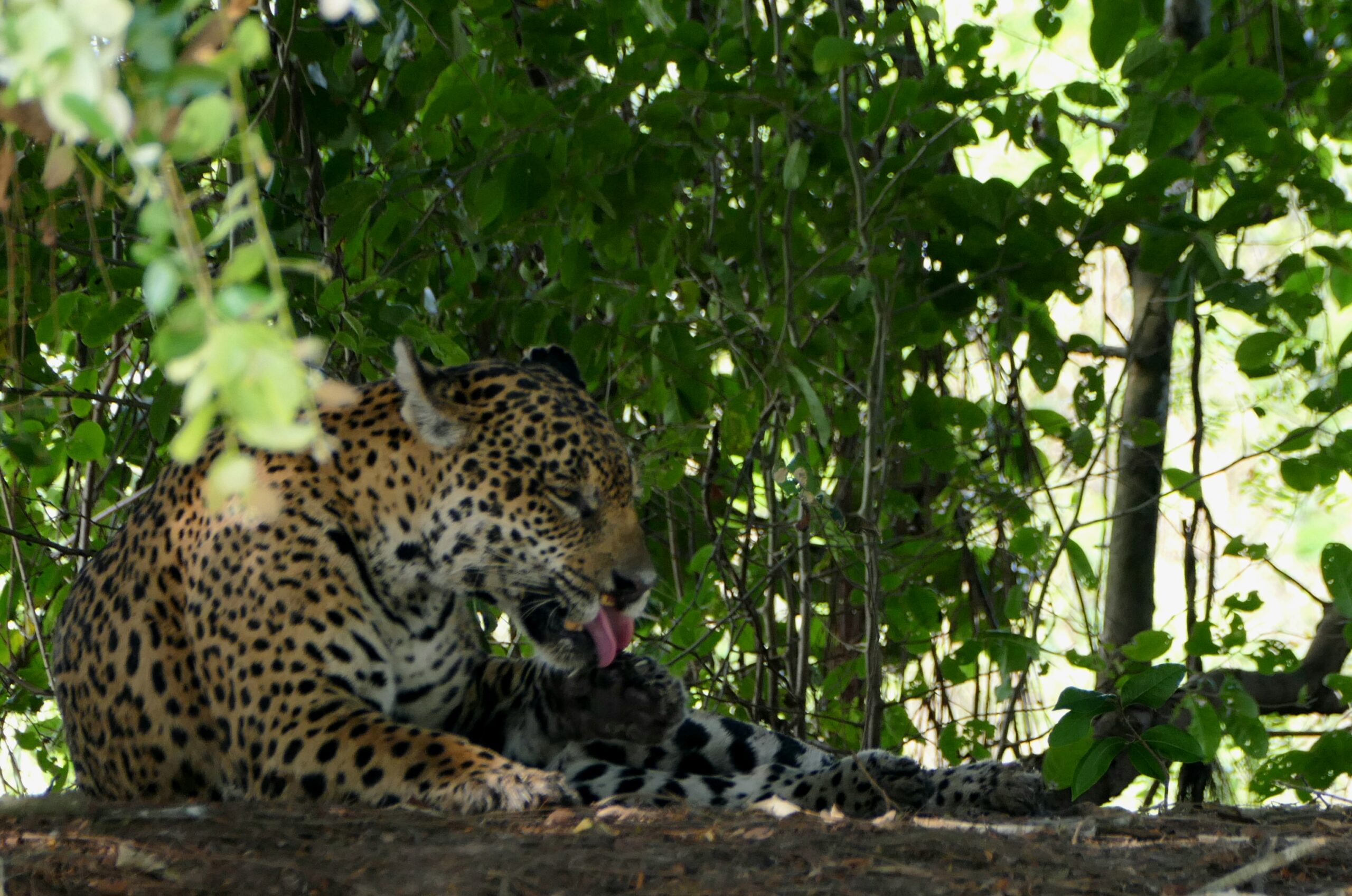 Auf dem Rio Paraguay ins Reich des Jaguar