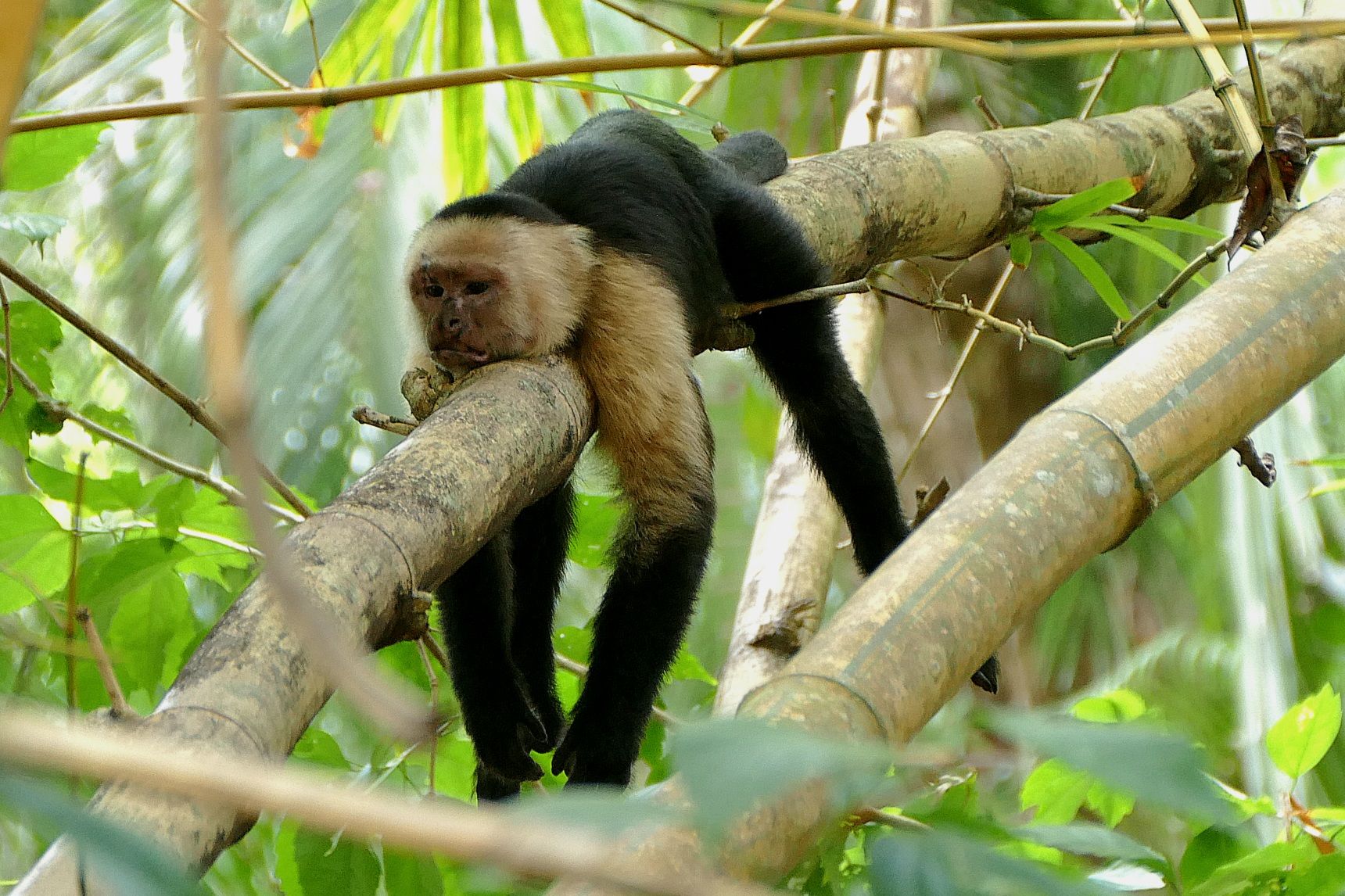 Pura Vida in Costa Rica